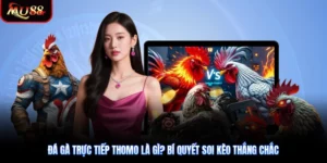 Đá Gà Trực Tiếp Thomo Là Gì? Bí Quyết Soi Kèo Thắng Chắc